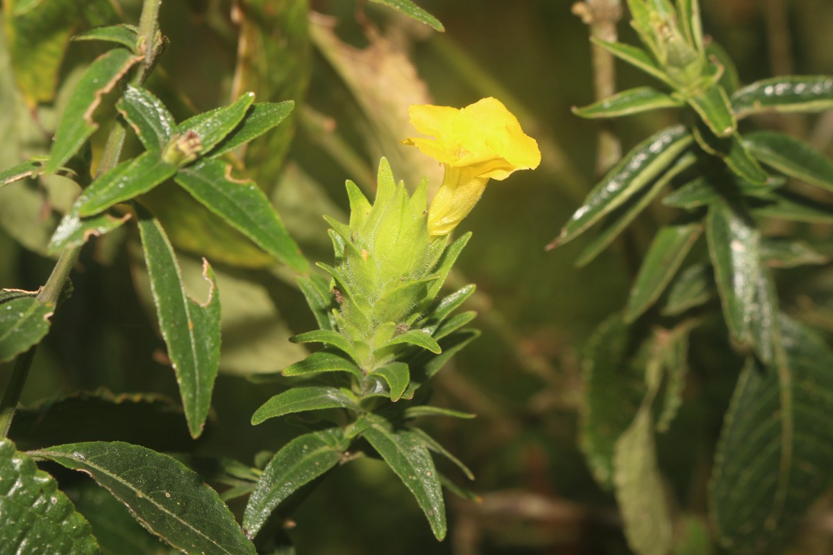 Strobilanthes crispa (L.) Blume